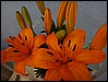 DSC00034.JPG
