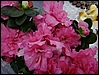DSC00035.JPG