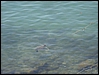 DSC04502.jpg